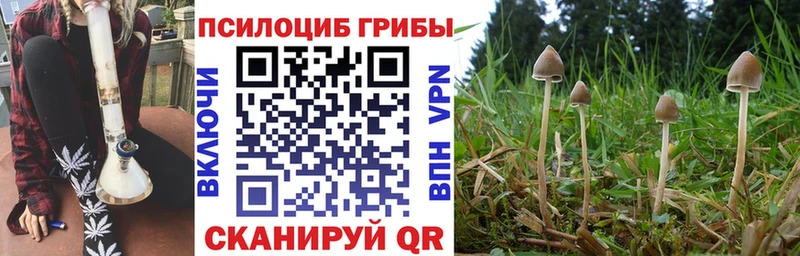 Псилоцибиновые грибы Cubensis  blacksprut ссылки  Чишмы 